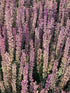 Jaleș roz - Salvia nemorosa 'Synchro Pink'