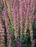 Jaleș roz - Salvia nemorosa 'Synchro Pink'