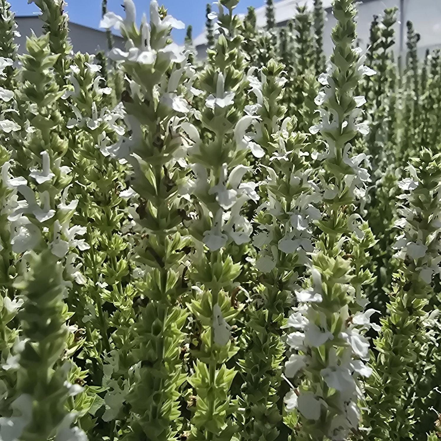 Jaleș alb  - Salvia nemorosa 'Synchro White'