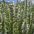 Jaleș alb  - Salvia nemorosa 'Synchro White'
