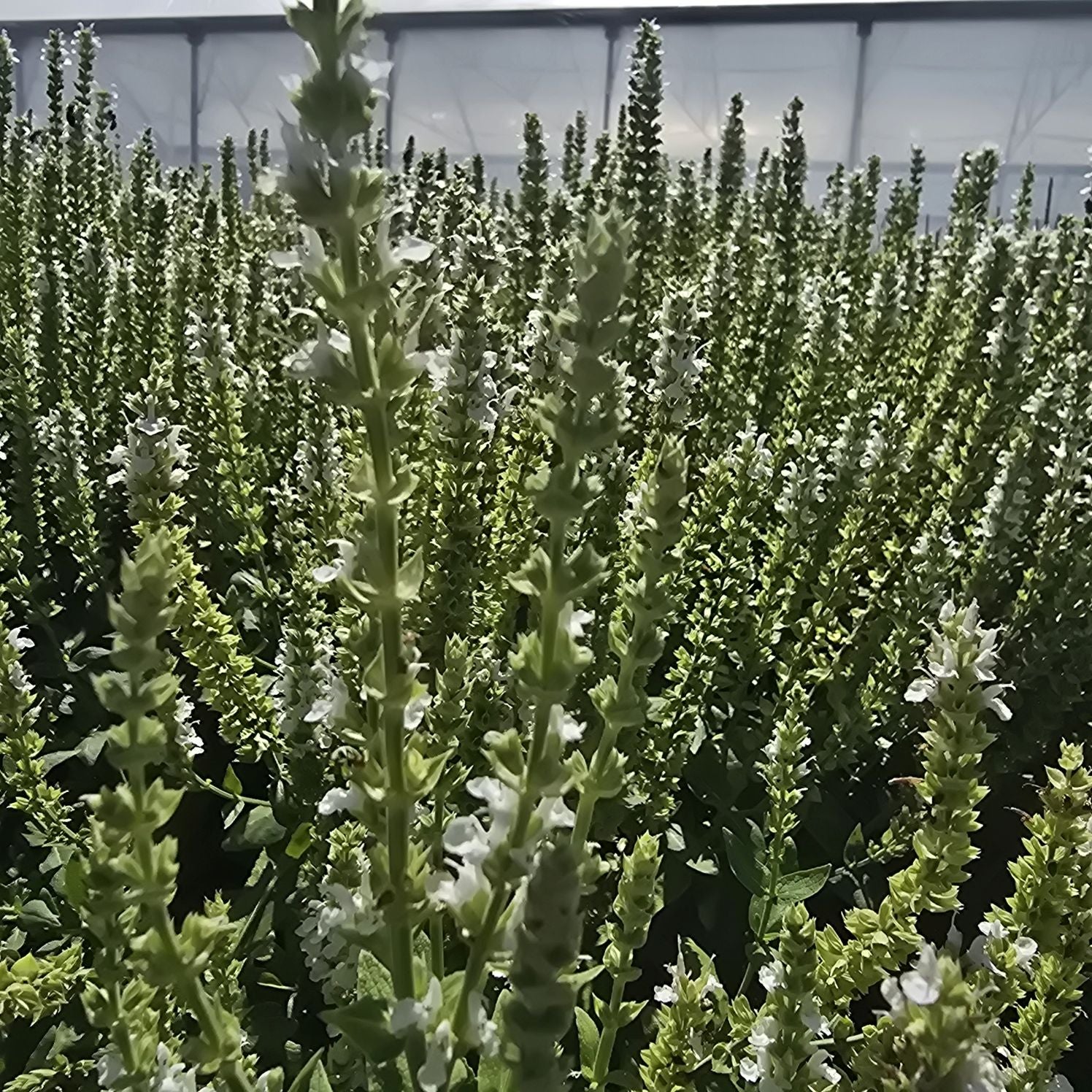 Jaleș alb  - Salvia nemorosa 'Synchro White'