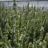 Jaleș alb  - Salvia nemorosa 'Synchro White'