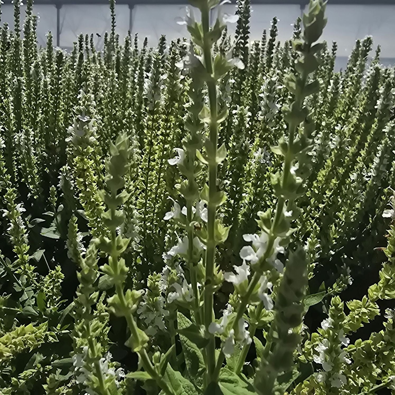 Jaleș alb  - Salvia nemorosa 'Synchro White'