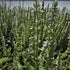 Jaleș alb  - Salvia nemorosa 'Synchro White'