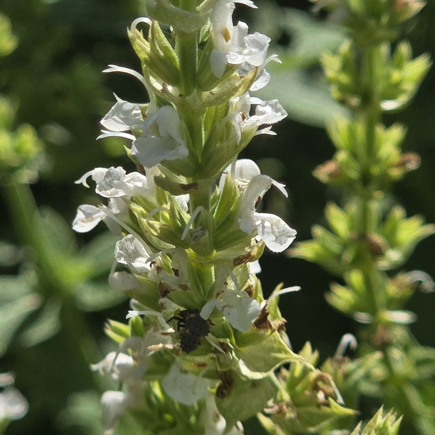 Jaleș alb  - Salvia nemorosa 'Synchro White'