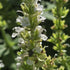 Jaleș alb  - Salvia nemorosa 'Synchro White'
