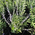 Salvie rusească - Perovskia atriplicifolia 'Blue Steel'