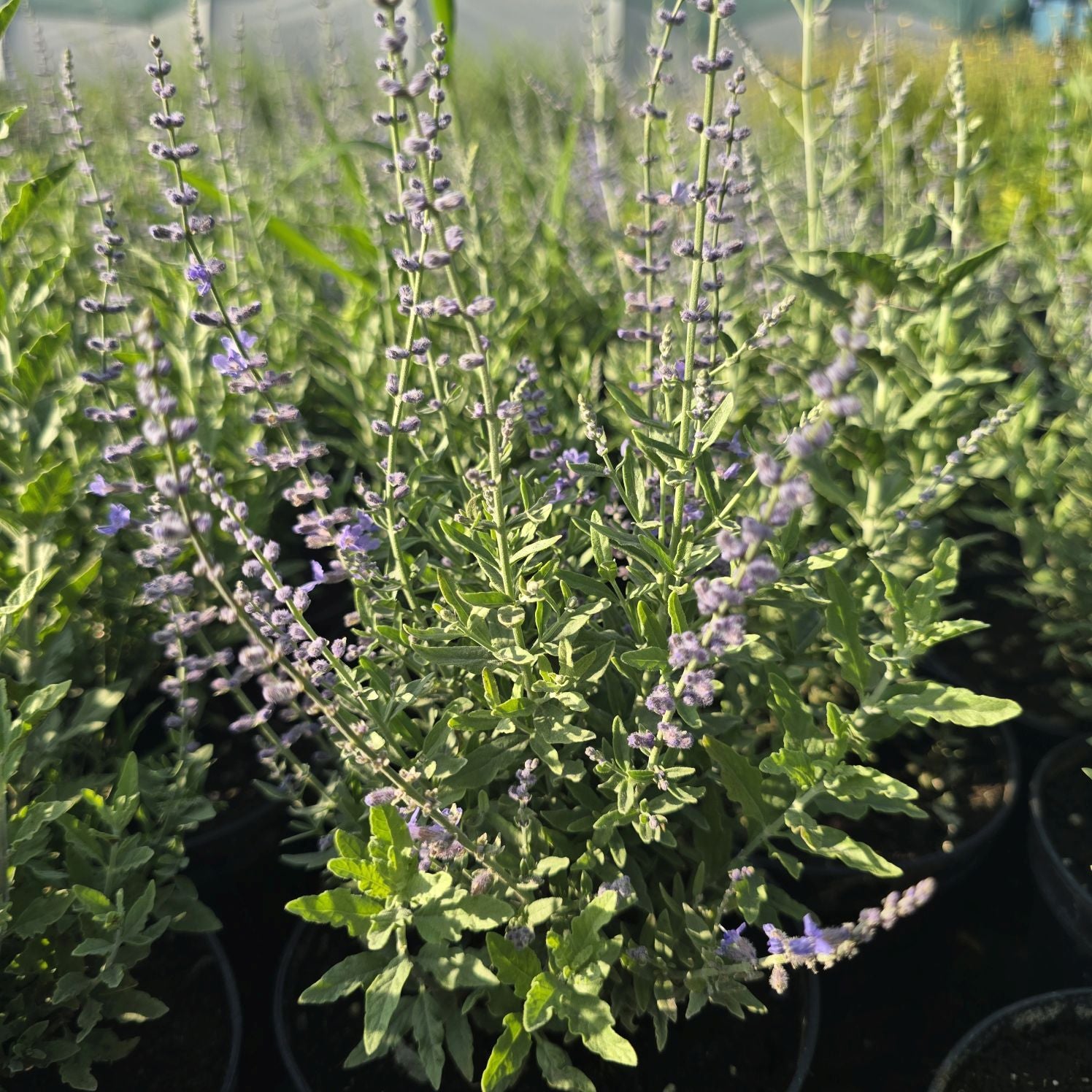 Salvie rusească - Perovskia atriplicifolia 'Blue Steel'