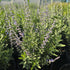 Salvie rusească - Perovskia atriplicifolia 'Blue Steel'