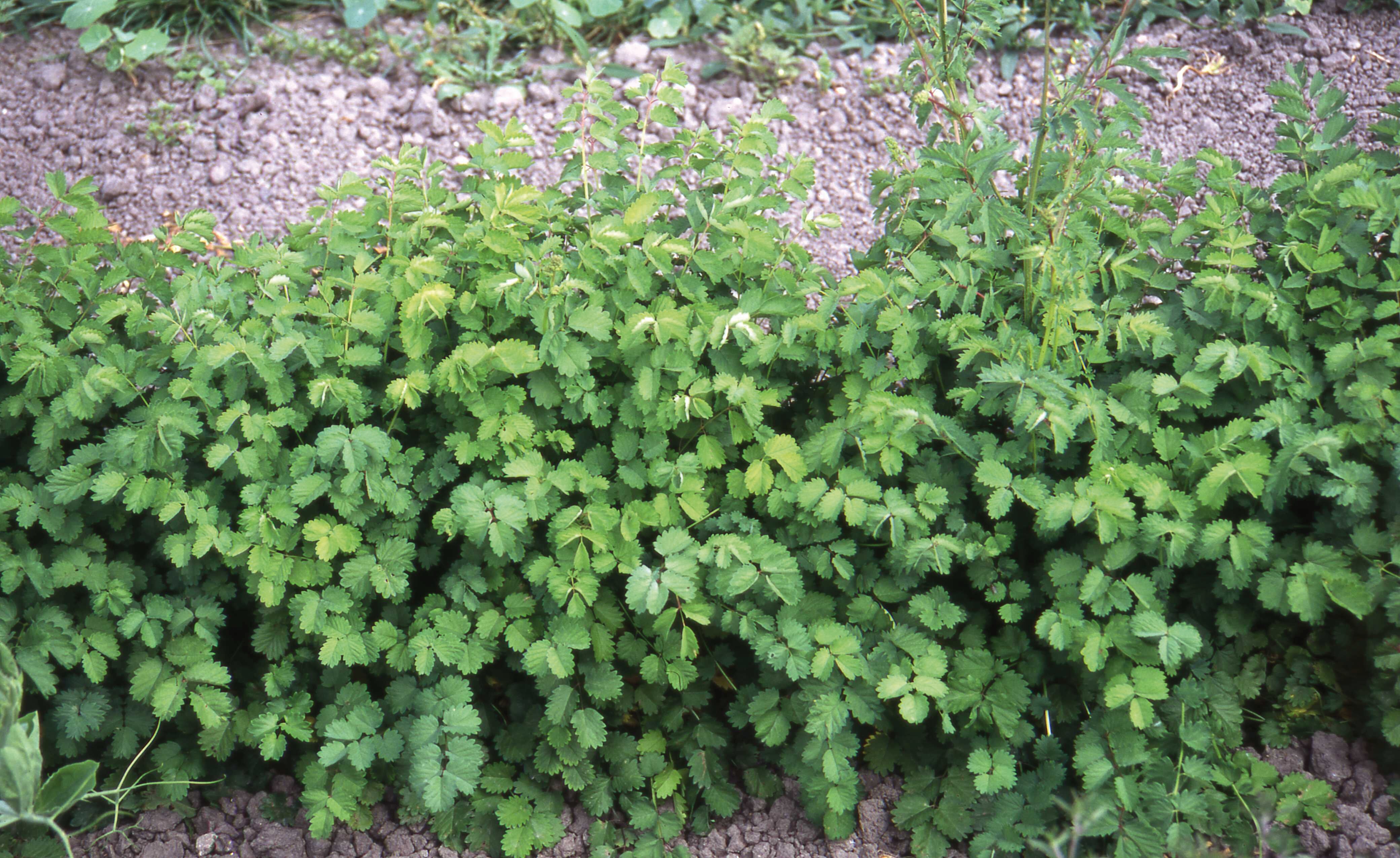 Pachet cu plante aromatice pentru gătit