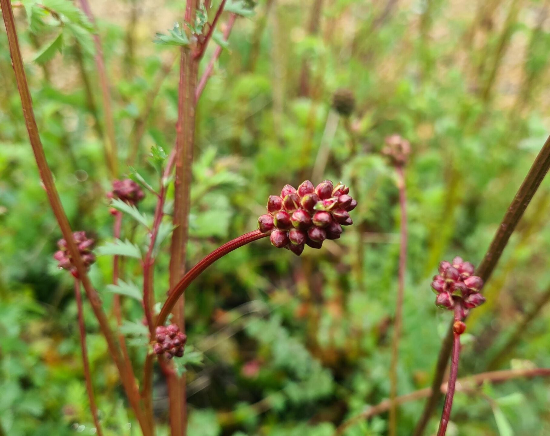 Pimpinella - Sanguisorba minor
