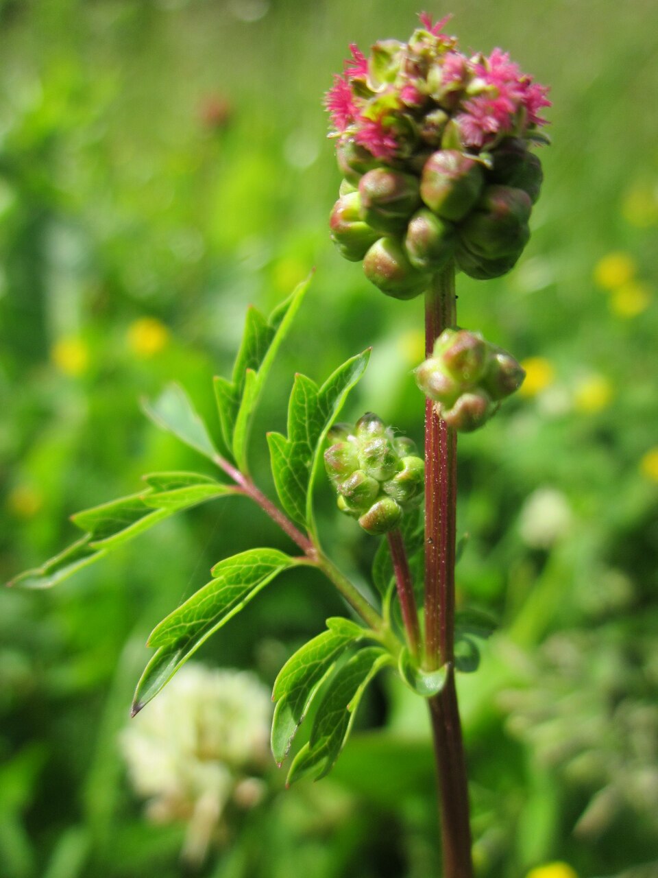 Pimpinella - Sanguisorba minor