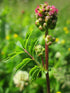 Pimpinella - Sanguisorba minor