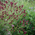 Pimpinella - Sanguisorba minor