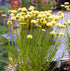Lemnul Maicii Domnului - Santolina rosmarinifolia 'Lemon Fizz'