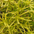 Lemnul Maicii Domnului - Santolina rosmarinifolia 'Lemon Fizz'