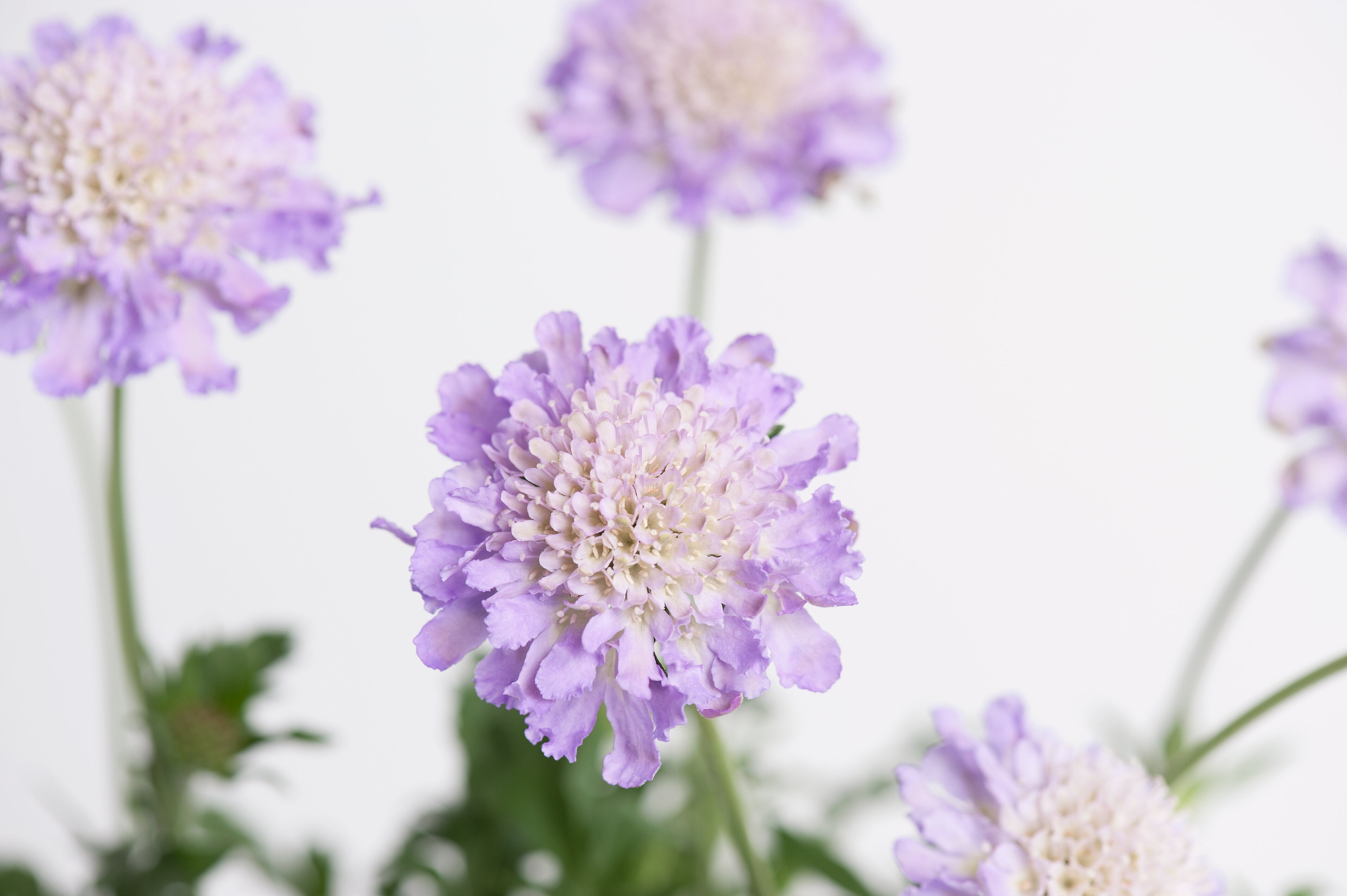 Floarea văduvei - Scabiosa columbaria ‘Butterfly Blue’
