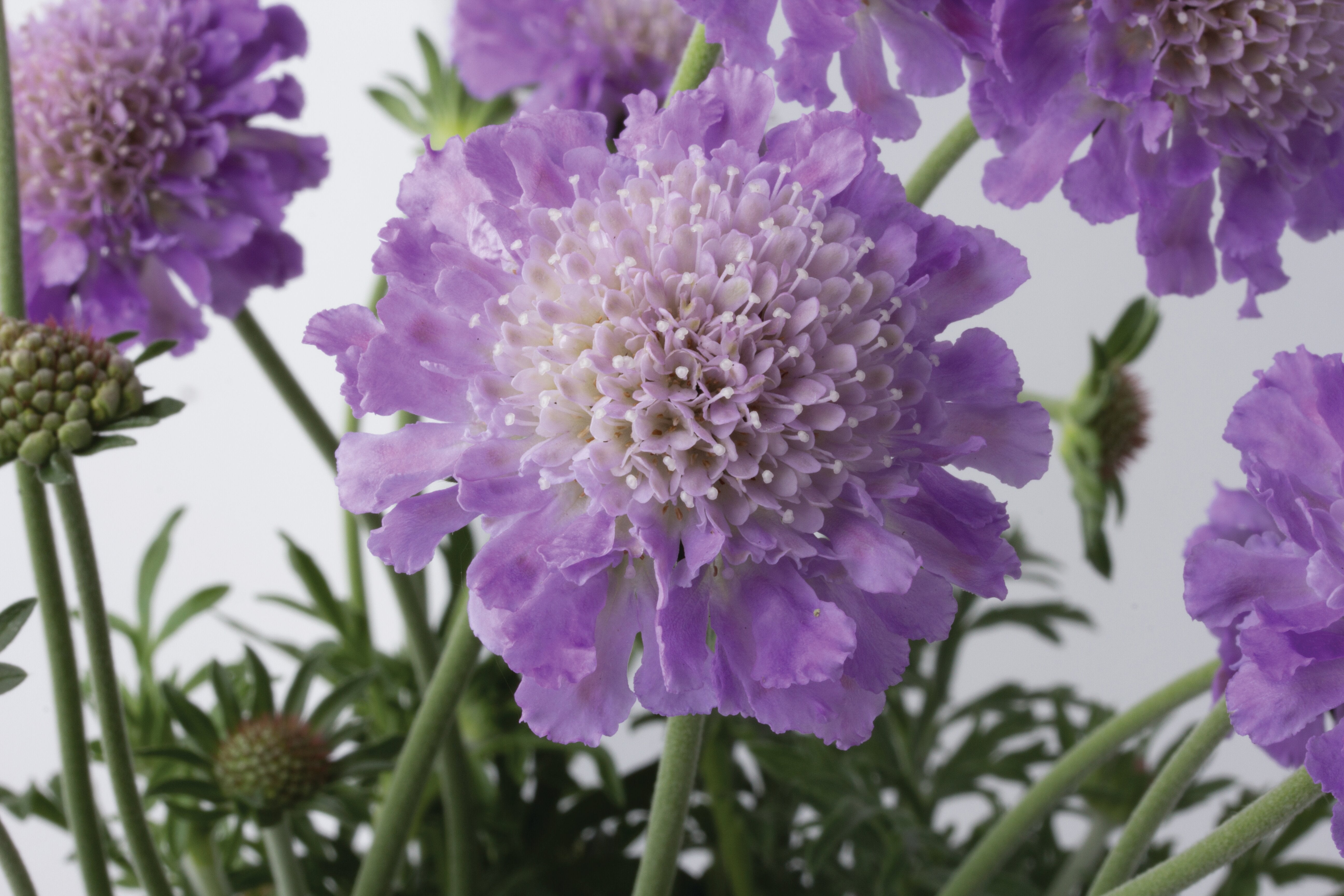 Floarea văduvei - Scabiosa columbaria ‘Butterfly Blue’