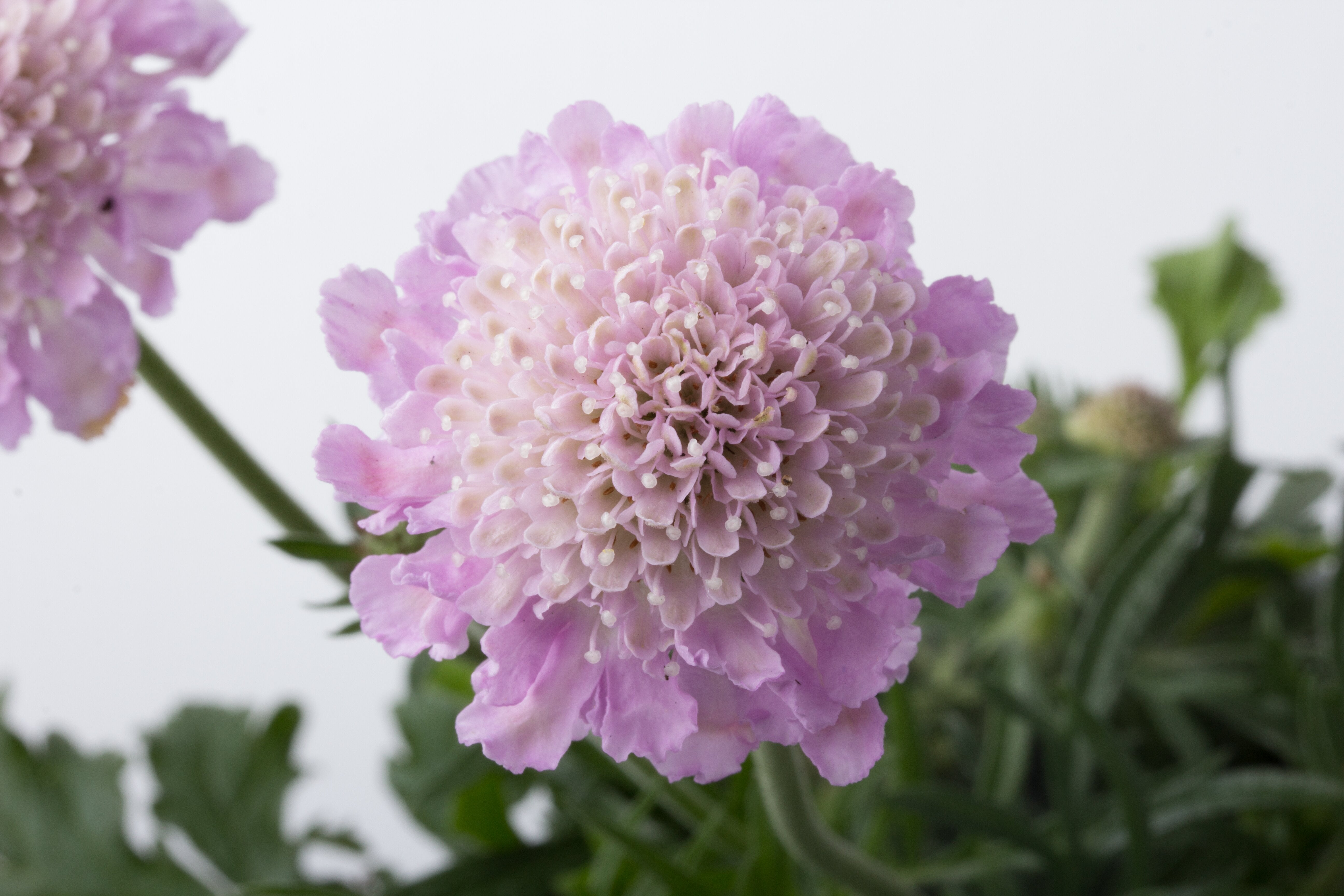 Floarea văduvei - Scabiosa columbaria ‘Pink Mist’