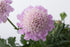Floarea văduvei - Scabiosa columbaria ‘Pink Mist’