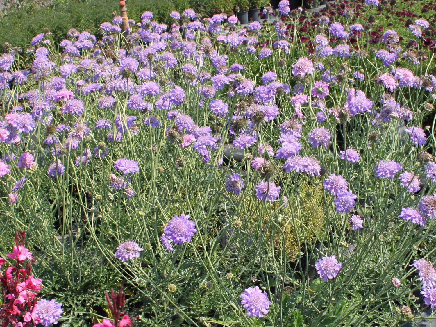 Floarea văduvei - Scabiosa columbaria ‘Butterfly Blue’
