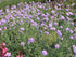 Floarea văduvei - Scabiosa columbaria ‘Butterfly Blue’