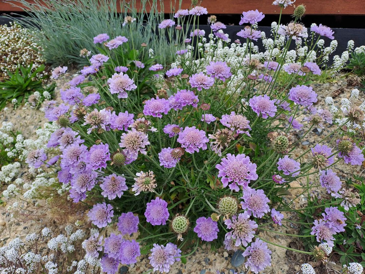 Floarea văduvei - Scabiosa columbaria Purple Glow