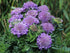 Floarea văduvei - Scabiosa columbaria Purple Glow