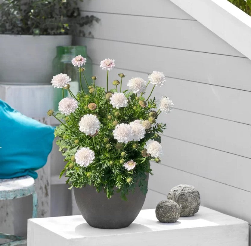 Floarea văduvei - Scabiosa columbaria ‘Atalanta White®’