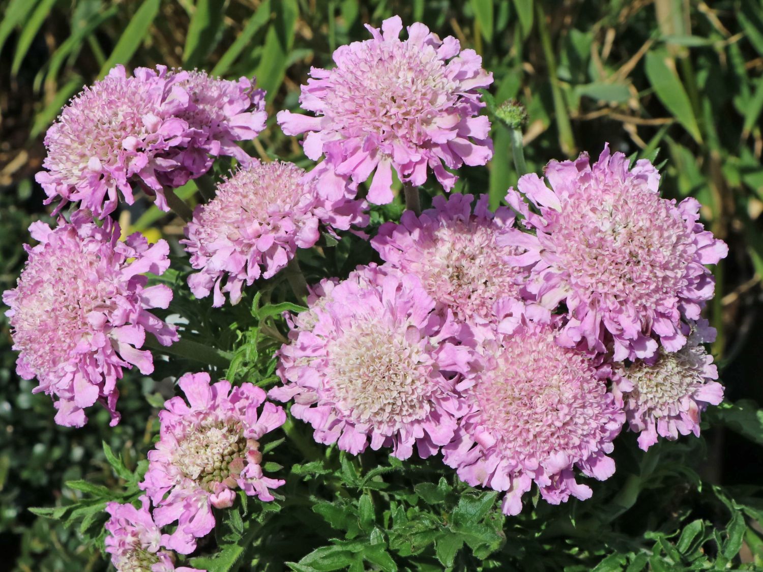 Floarea văduvei - Scabiosa columbaria ‘Pink Mist’