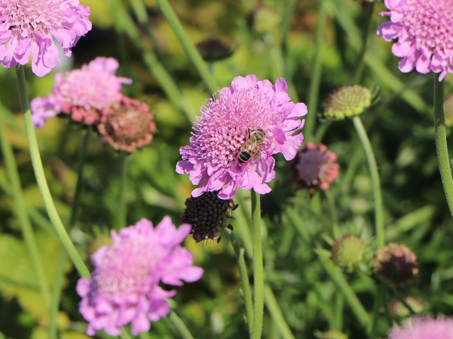 Floarea văduvei - Scabiosa columbaria ‘Pink Mist’