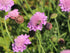 Floarea văduvei - Scabiosa columbaria ‘Pink Mist’