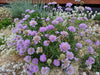 Floarea văduvei - Scabiosa columbaria Purple Glow