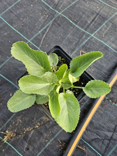 Scai vânăt - Eryngium planum 'Blauer Zwerg'