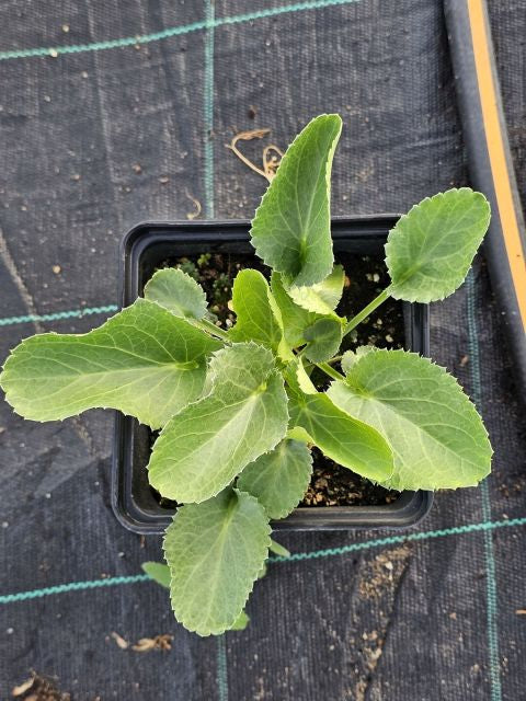 Scai vânăt - Eryngium planum 'Blauer Zwerg'