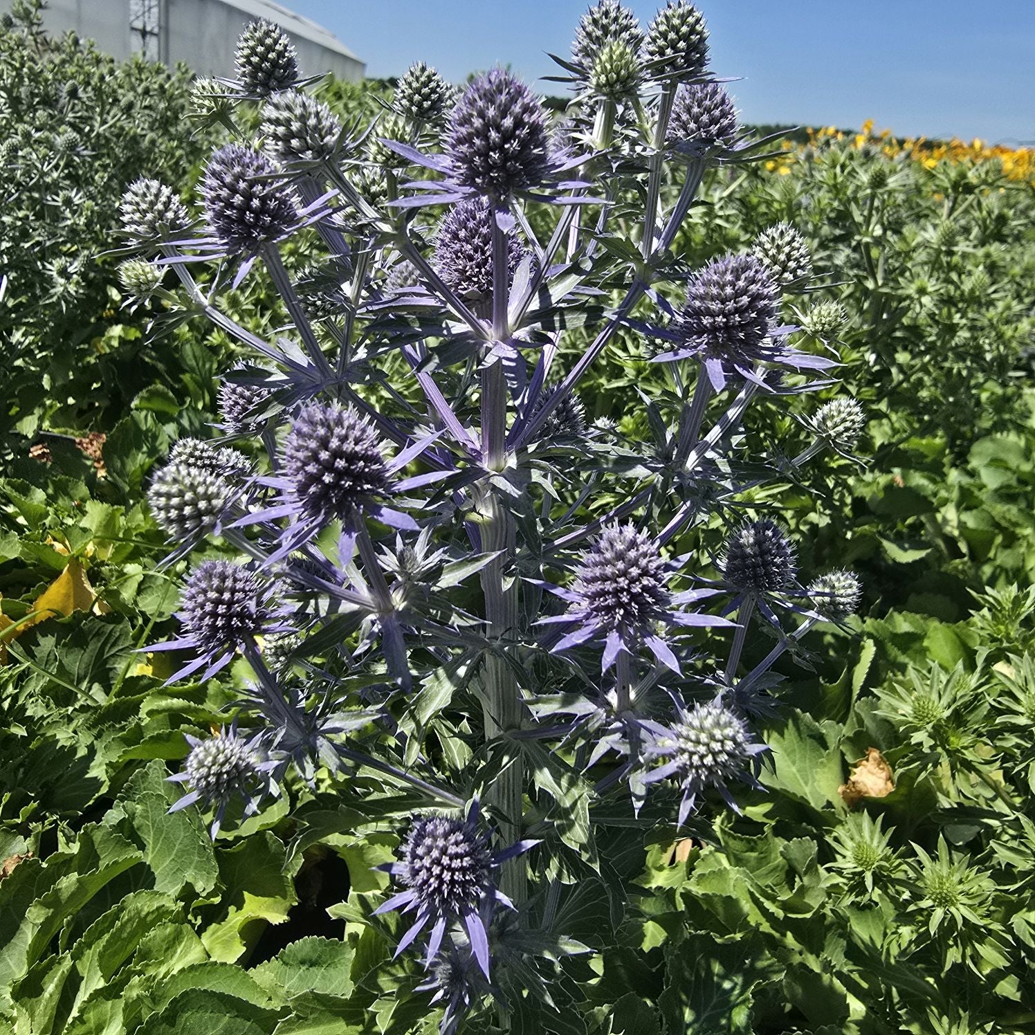 Scai vânăt - Eryngium planum 'Hobbit Blue'