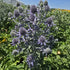 Scai vânăt - Eryngium planum 'Hobbit Blue'
