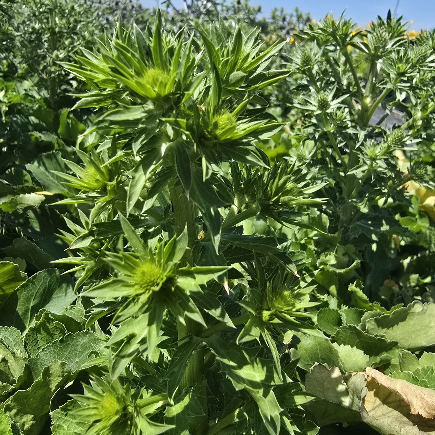 Scai vânăt - Eryngium planum 'Hobbit Blue'