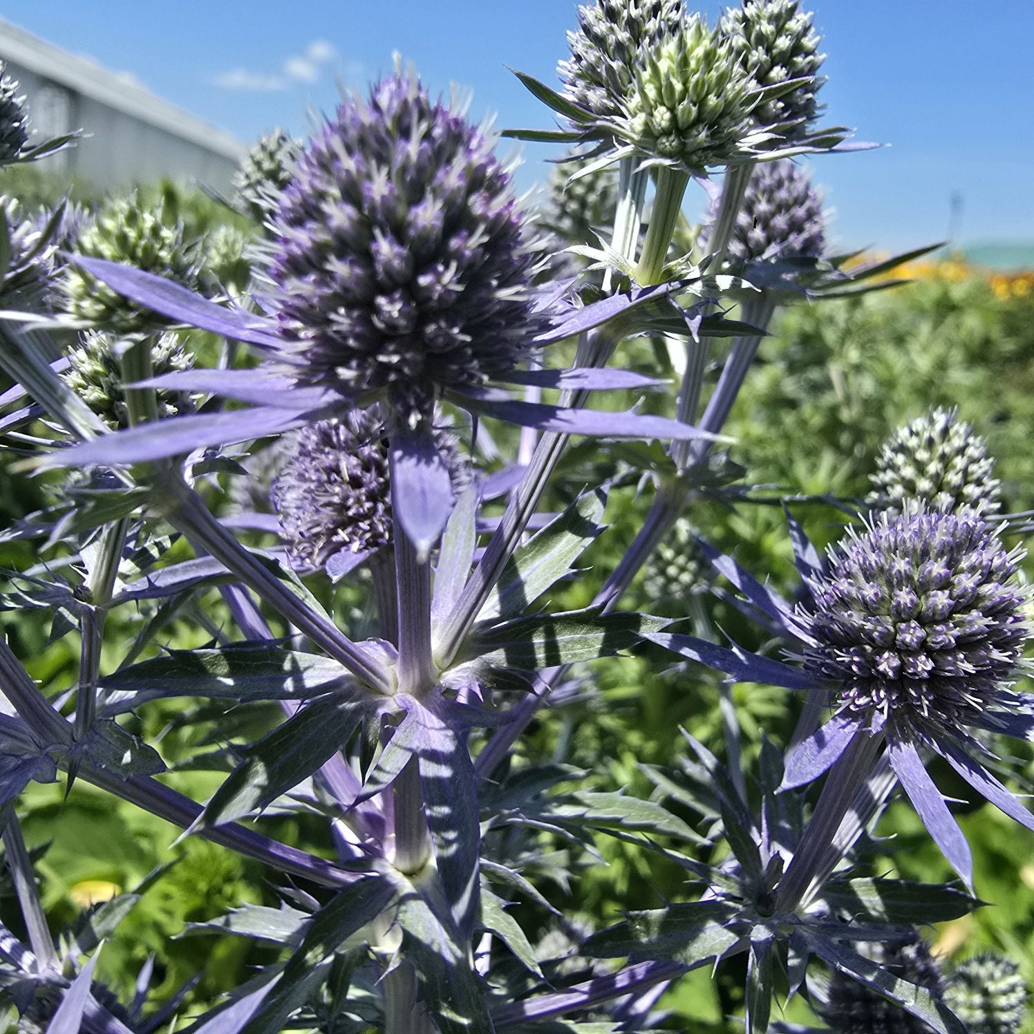 Scai vânăt - Eryngium planum 'Hobbit Blue'