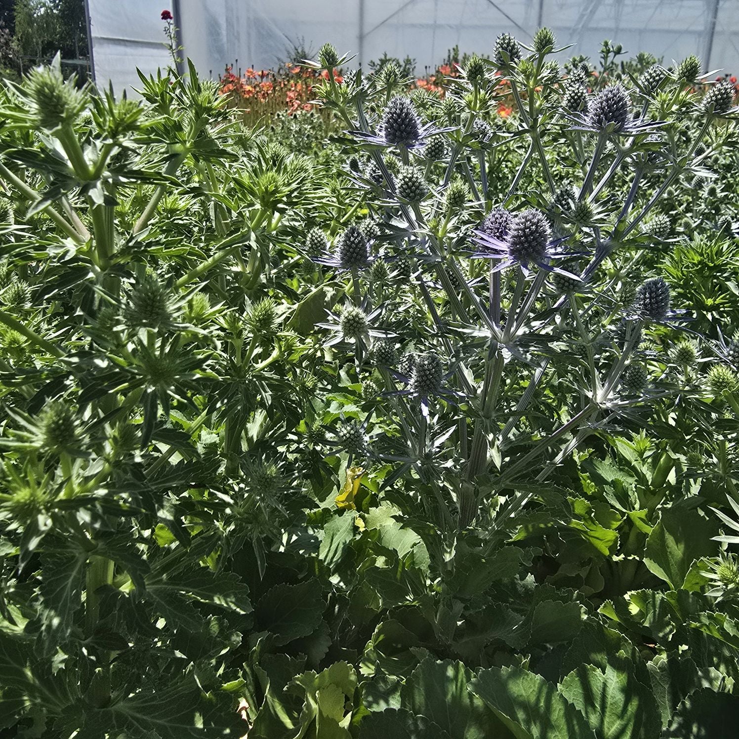 Scai vânăt - Eryngium planum 'Hobbit Blue'