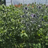 Scai vânăt - Eryngium planum 'Hobbit Blue'