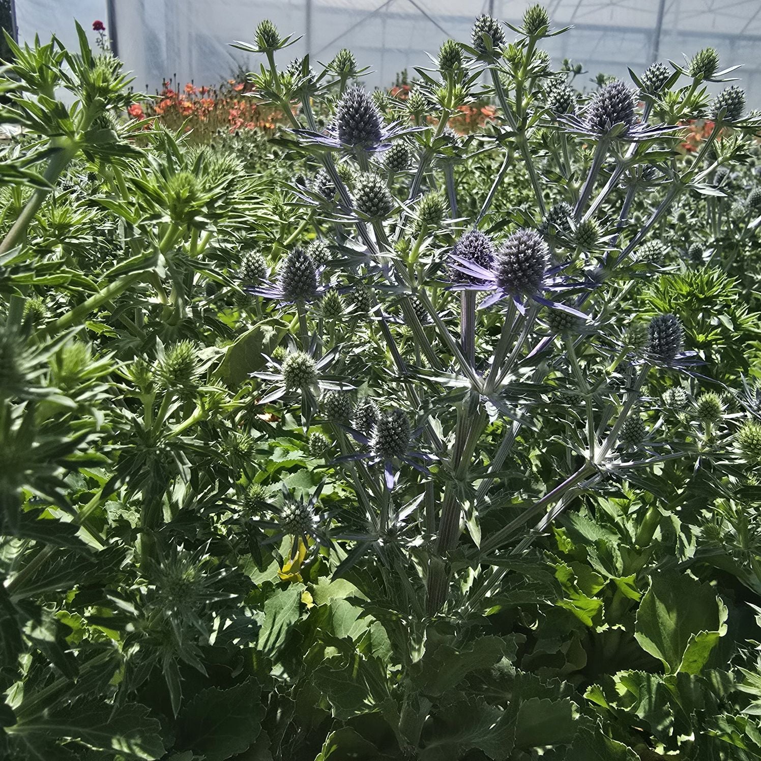 Scai vânăt - Eryngium planum 'Hobbit Blue'