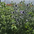 Scai vânăt - Eryngium planum 'Hobbit Blue'
