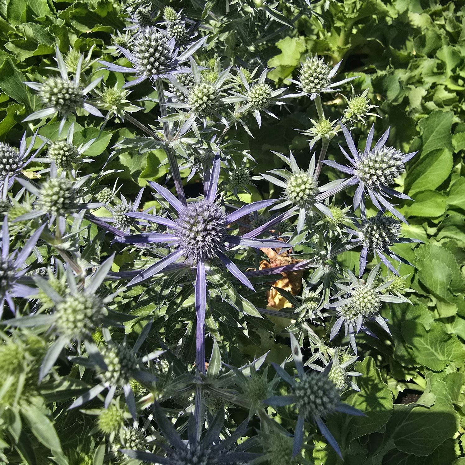 Scai vânăt - Eryngium planum 'Hobbit Blue'