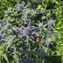 Scai vânăt - Eryngium planum 'Hobbit Blue'