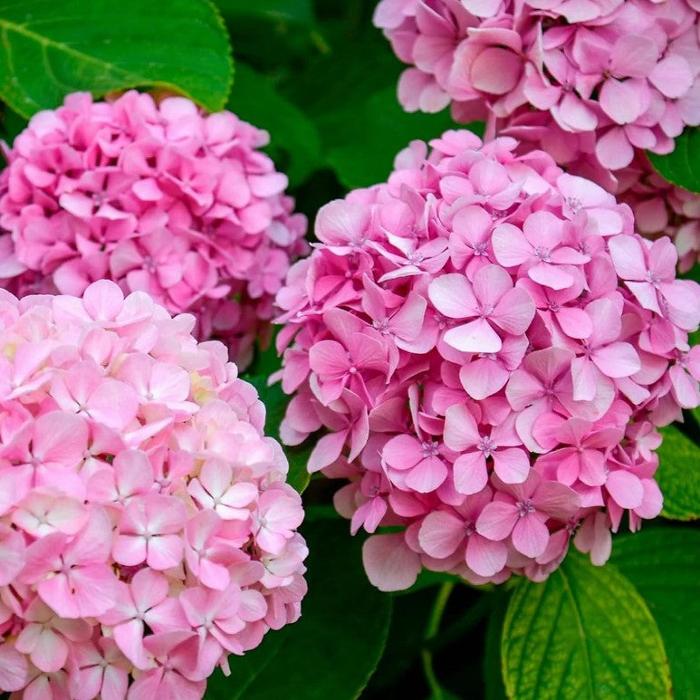 Horensie de grădină - Hydrangea macrophylla Soft Blue Power Pink