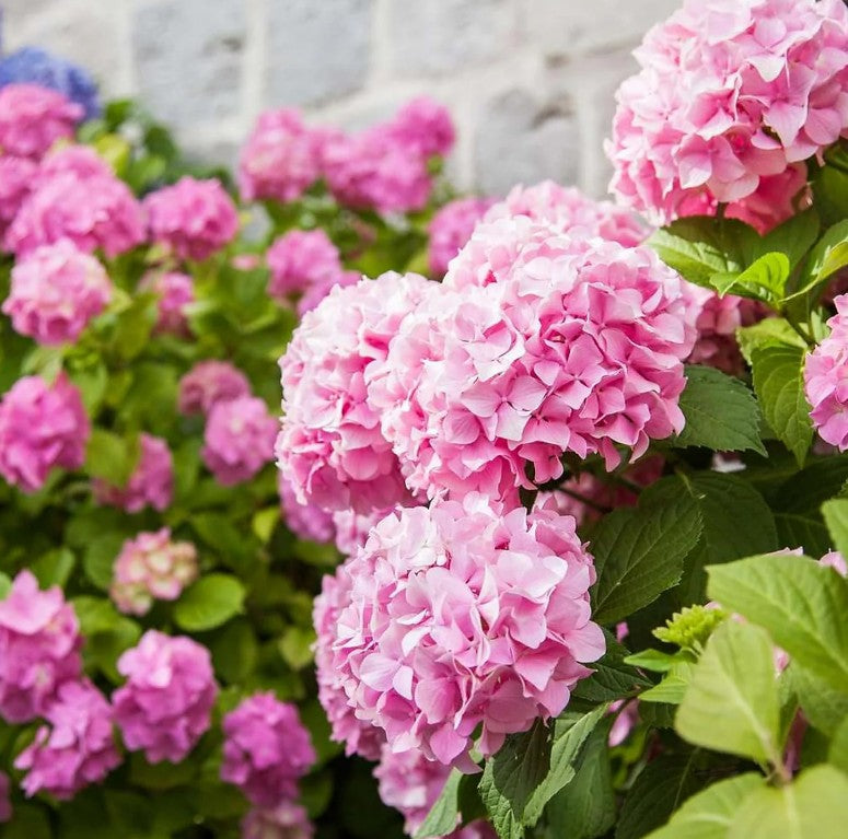 Horensie de grădină - Hydrangea macrophylla Soft Blue Power Pink