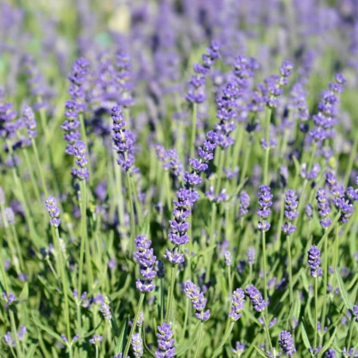 Lavanda - Lavandula  angustifolia Essence Purple