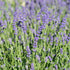 Lavanda - Lavandula  angustifolia Essence Purple