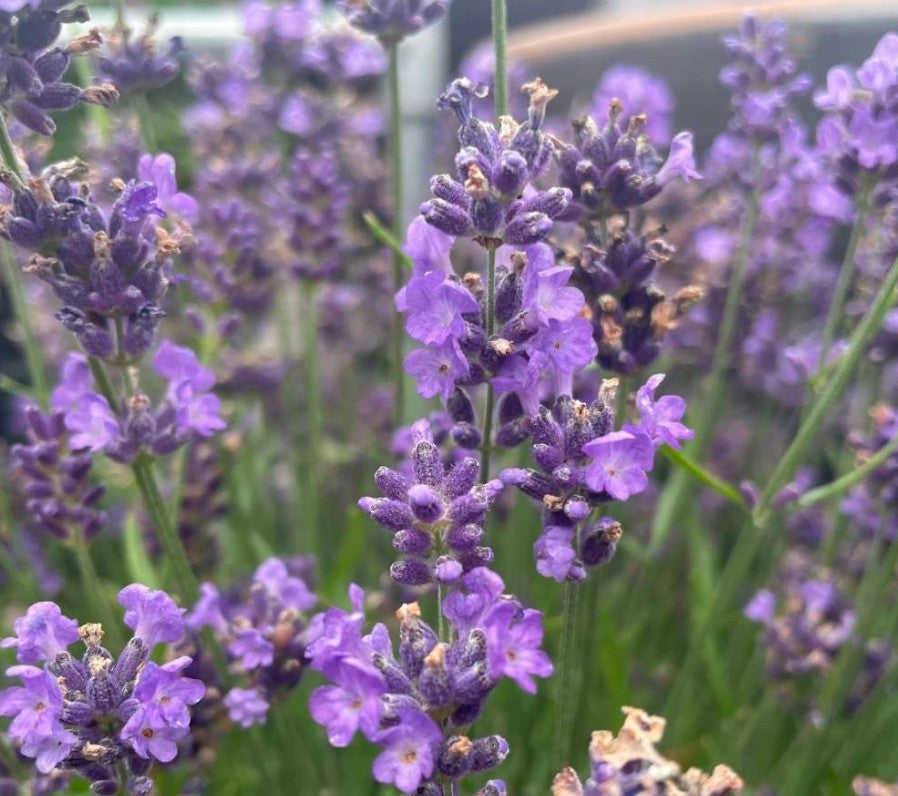 Lavanda - Lavandula  angustifolia Essence Purple